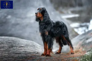 Read more about the article Gordon Setter breeders and puppies in Indiana