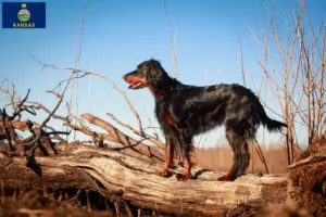 Read more about the article Gordon Setter breeders and puppies in Kansas