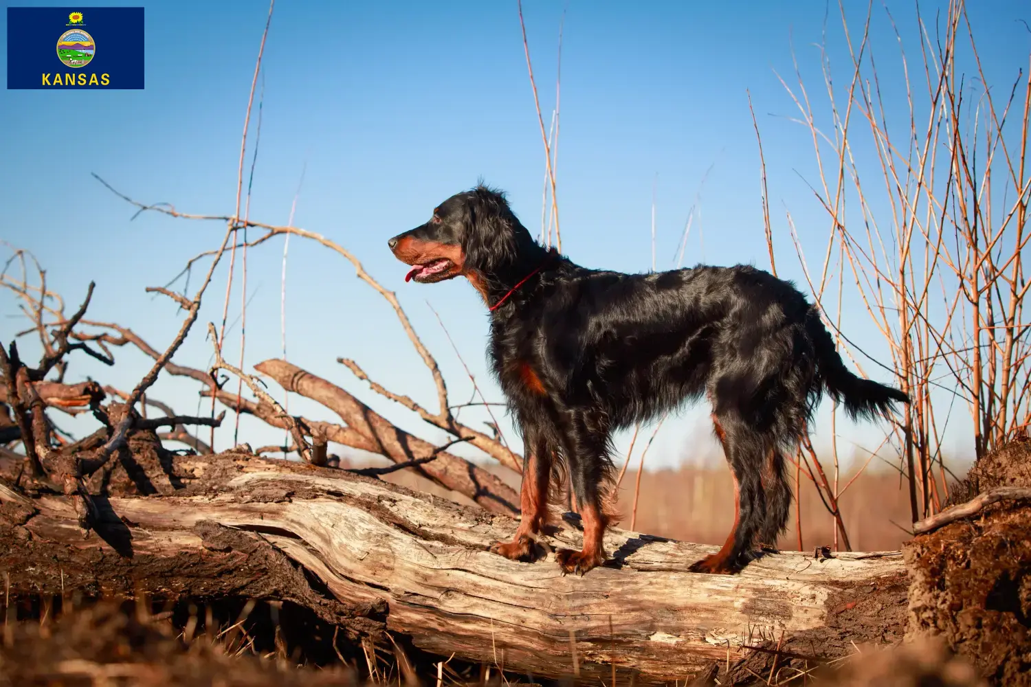 Gordon Setter puppies and breeder Kansas Find Gordon Setter breeders in Kansas here.