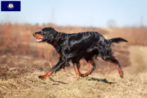 Read more about the article Gordon Setter breeders and puppies in Kentucky