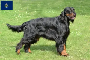 Read more about the article Gordon Setter breeders and puppies in Maine