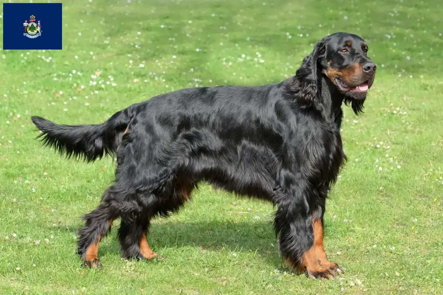 Gordon Setter puppies and breeders Maine Find Gordon Setter breeders in Maine.