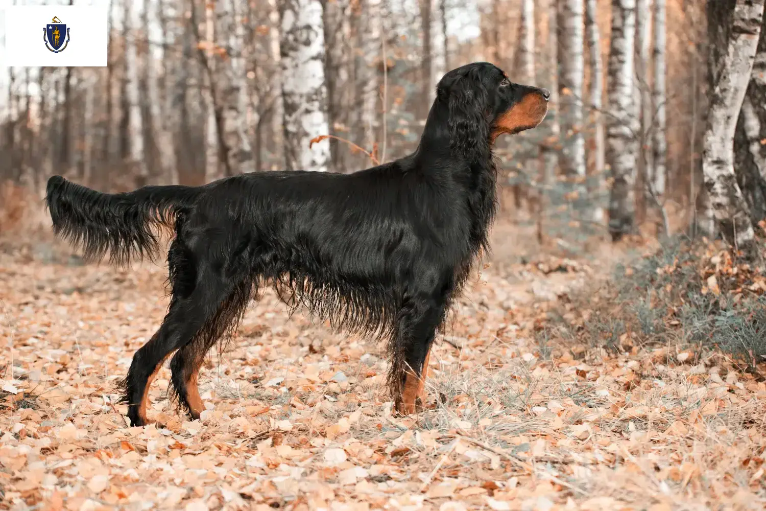 Gordon Setter puppies and breeders Massachusetts Find Gordon Setter breeders in Massachusetts.