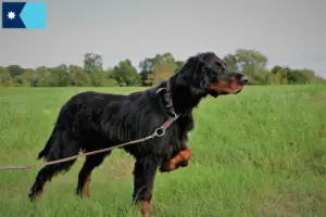 Read more about the article Gordon Setter breeders and puppies in Minnesota