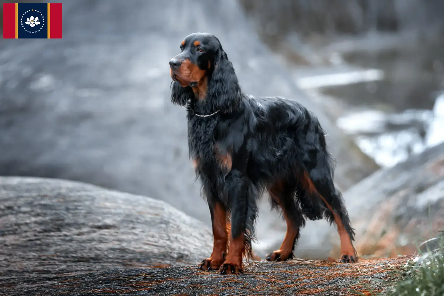 Read more about the article Gordon Setter breeders and puppies in Mississippi