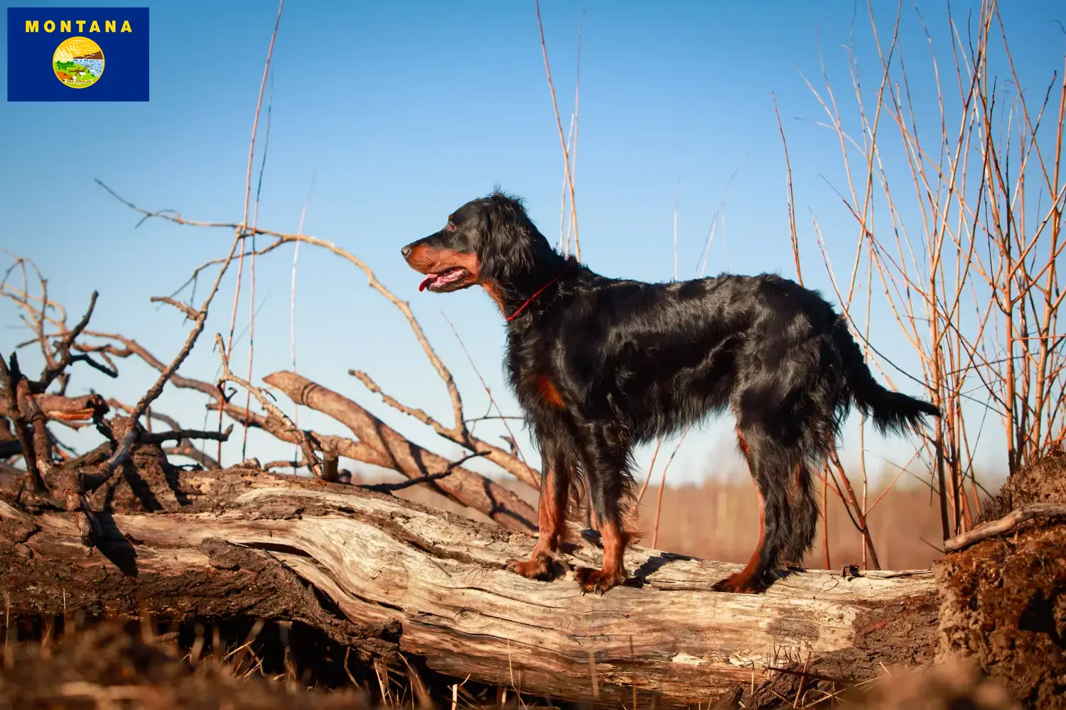 Read more about the article Gordon Setter breeders and puppies in Montana