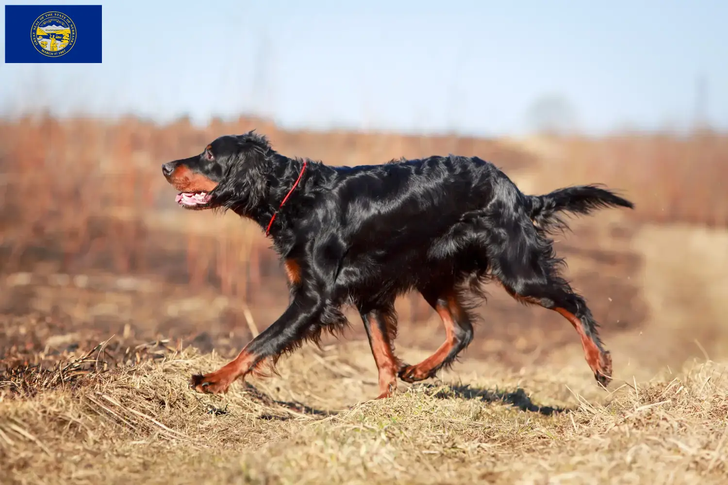 Read more about the article Gordon Setter breeders and puppies in Nebraska