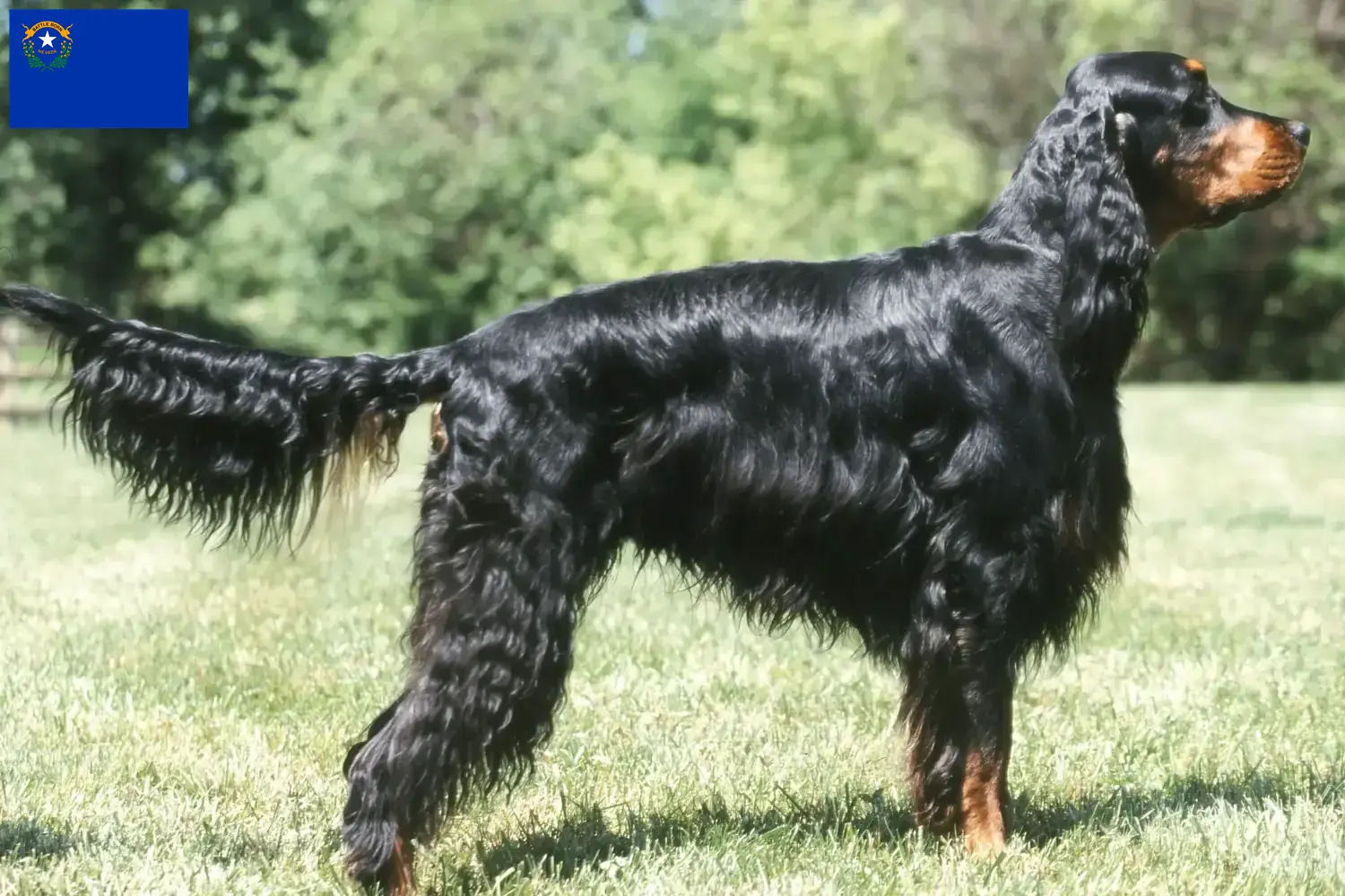 Read more about the article Gordon Setter breeders and puppies in Nevada