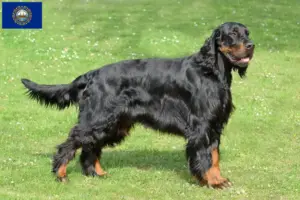 Read more about the article Gordon Setter breeders and puppies in New Hampshire