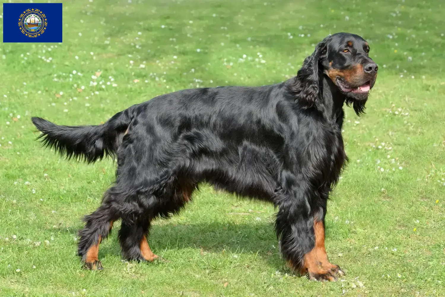 Read more about the article Gordon Setter breeders and puppies in New Hampshire