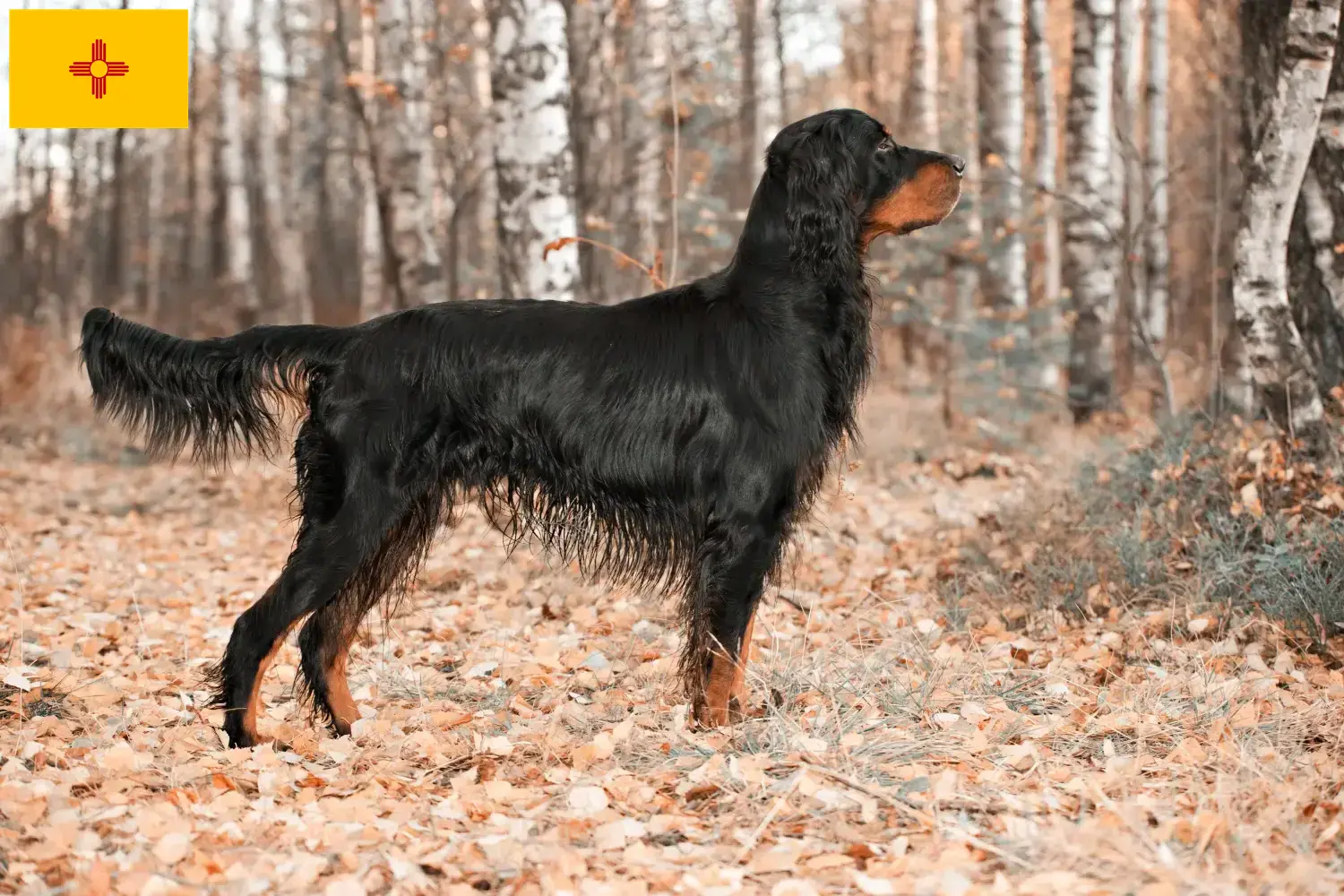 Read more about the article Gordon Setter breeders and puppies in New Mexico