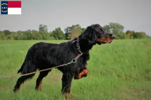 Read more about the article Gordon Setter breeders and puppies in North Carolina