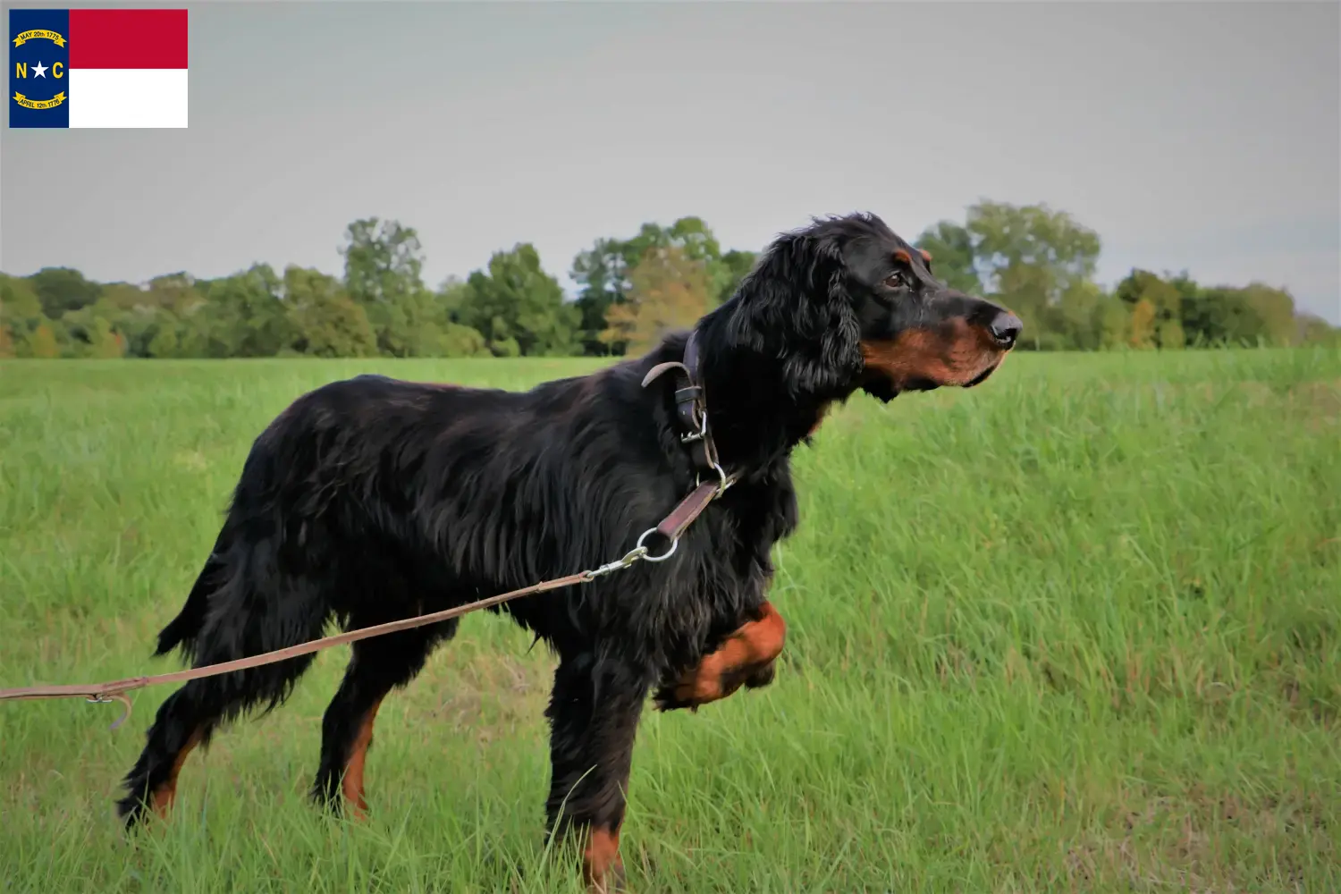Read more about the article Gordon Setter breeders and puppies in North Carolina