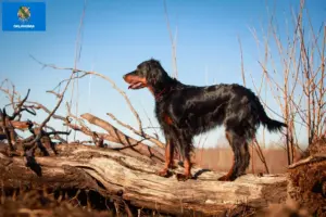 Read more about the article Gordon Setter breeders and puppies in Oklahoma
