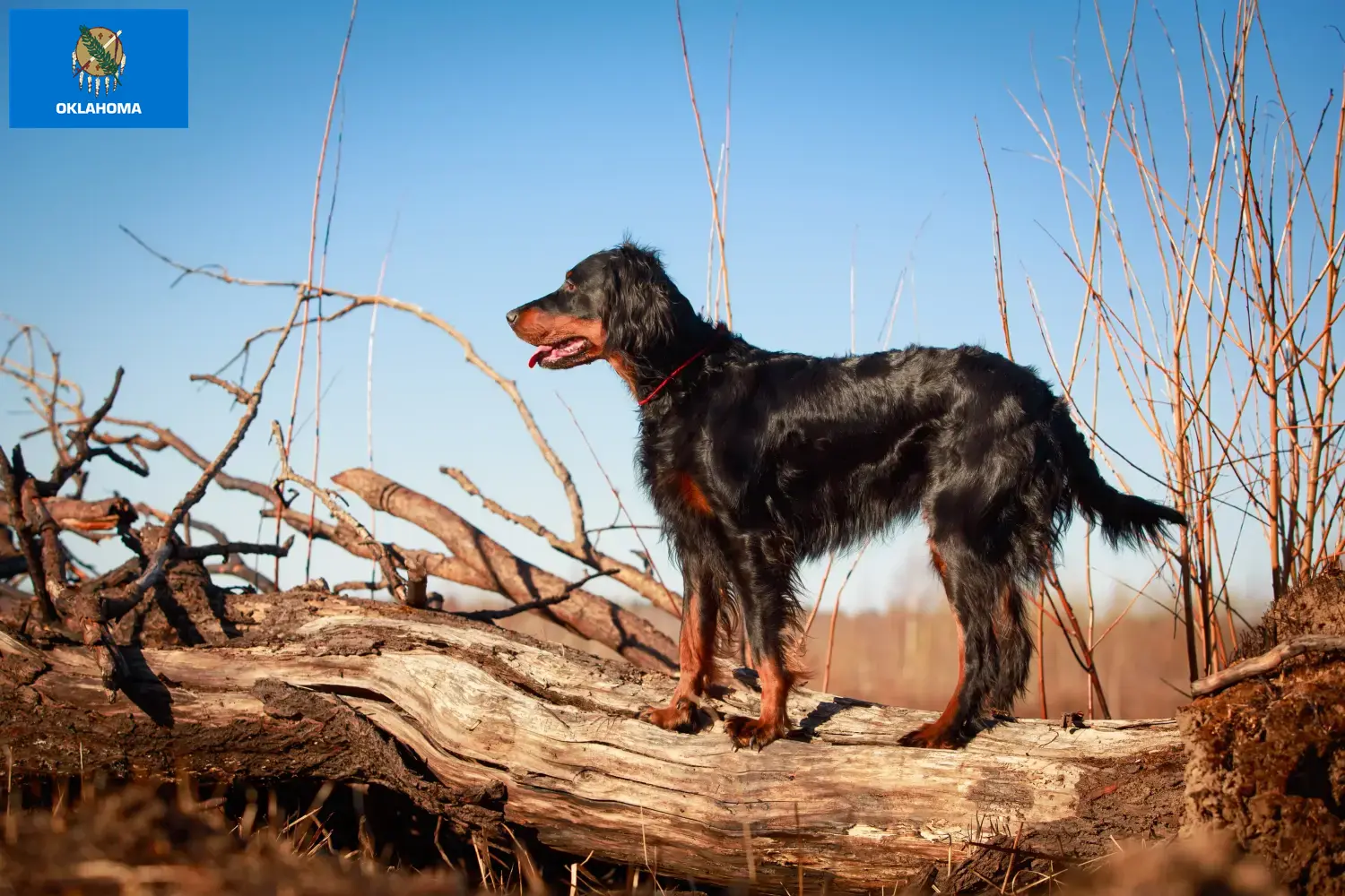 Gordon Setter puppies and breeders Oklahoma Find Gordon Setter breeders in Oklahoma.