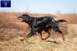 Read more about the article Gordon Setter breeders and puppies in Oregon