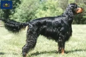 Read more about the article Gordon Setter breeders and puppies in Pennsylvania