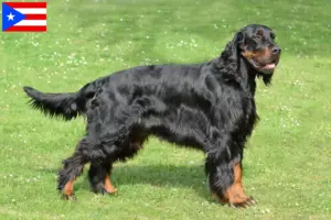 Read more about the article Gordon Setter breeders and puppies in Puerto Rico