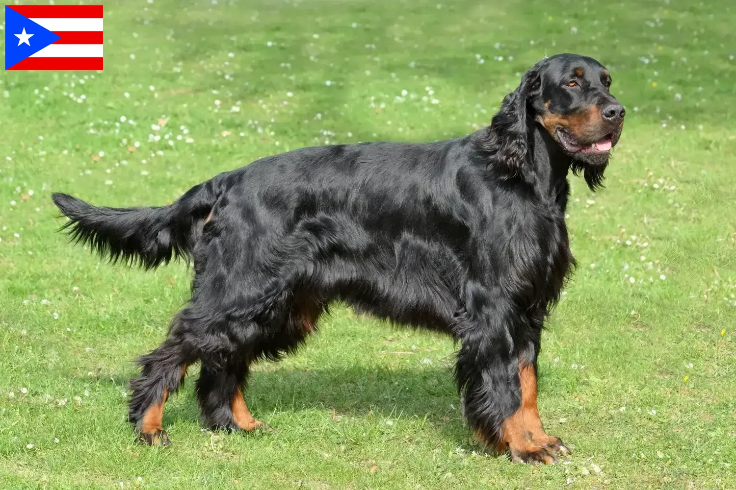 Read more about the article Gordon Setter breeders and puppies in Puerto Rico