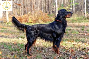 Read more about the article Gordon Setter breeders and puppies in Rhode Island