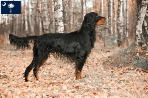Read more about the article Gordon Setter breeders and puppies in South Carolina
