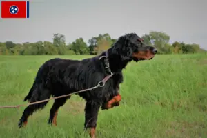 Read more about the article Gordon Setter breeders and puppies in Tennessee