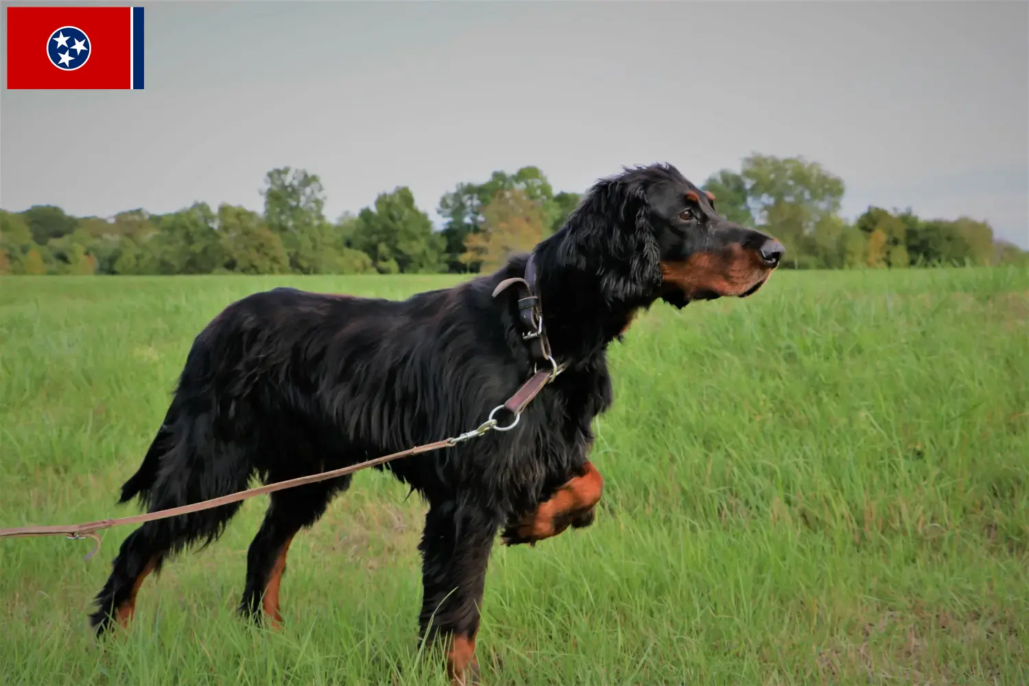 Gordon Setter puppies and breeders Tennessee Find Gordon Setter breeders in Tennessee.