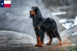 Read more about the article Gordon Setter breeders and puppies in Texas