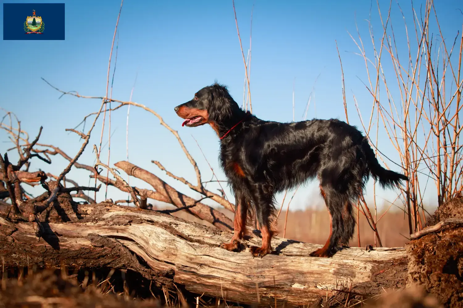 Read more about the article Gordon Setter breeders and puppies in Vermont