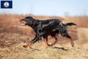 Read more about the article Gordon Setter breeders and puppies in Virginia