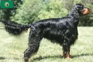 Read more about the article Gordon Setter breeders and puppies in Washington