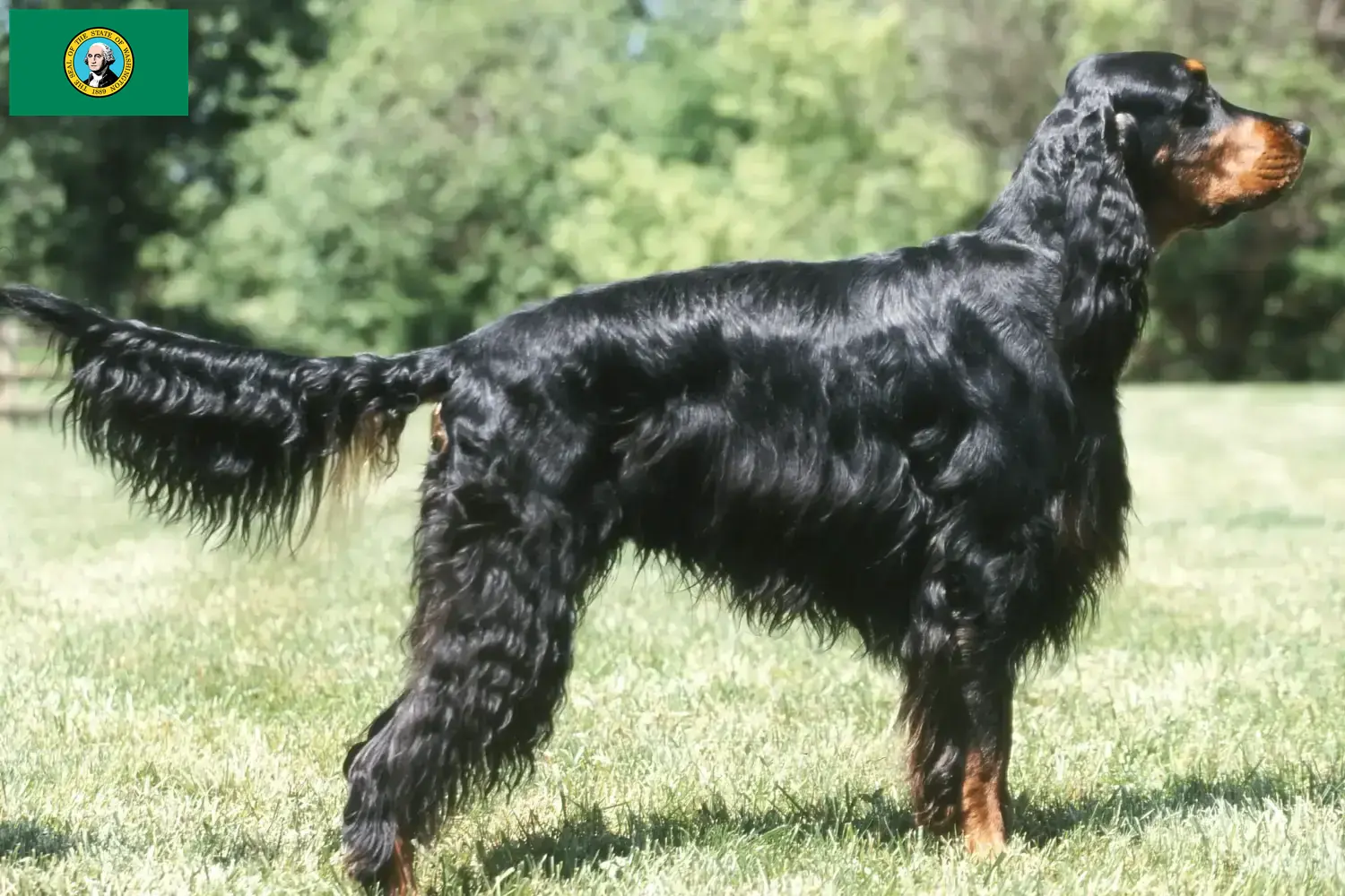 Gordon Setter puppies and breeders Washington Find Gordon Setter breeders in Washington here.