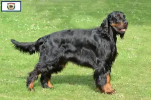 Read more about the article Gordon Setter breeders and puppies in West Virginia