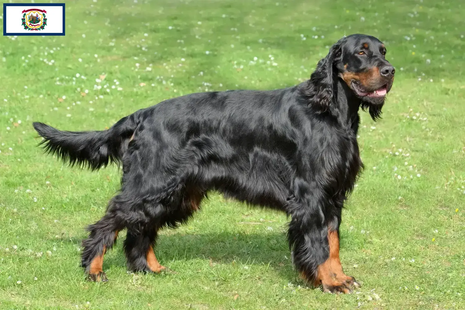 Gordon Setter puppies and breeders West Virginia Find Gordon Setter breeders in West Virginia.