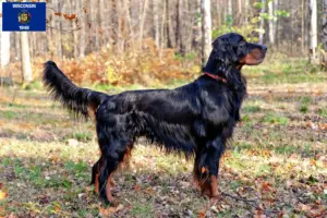 Read more about the article Gordon Setter breeders and puppies in Wisconsin