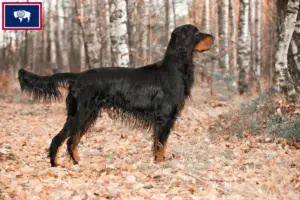 Read more about the article Gordon Setter breeders and puppies in Wyoming