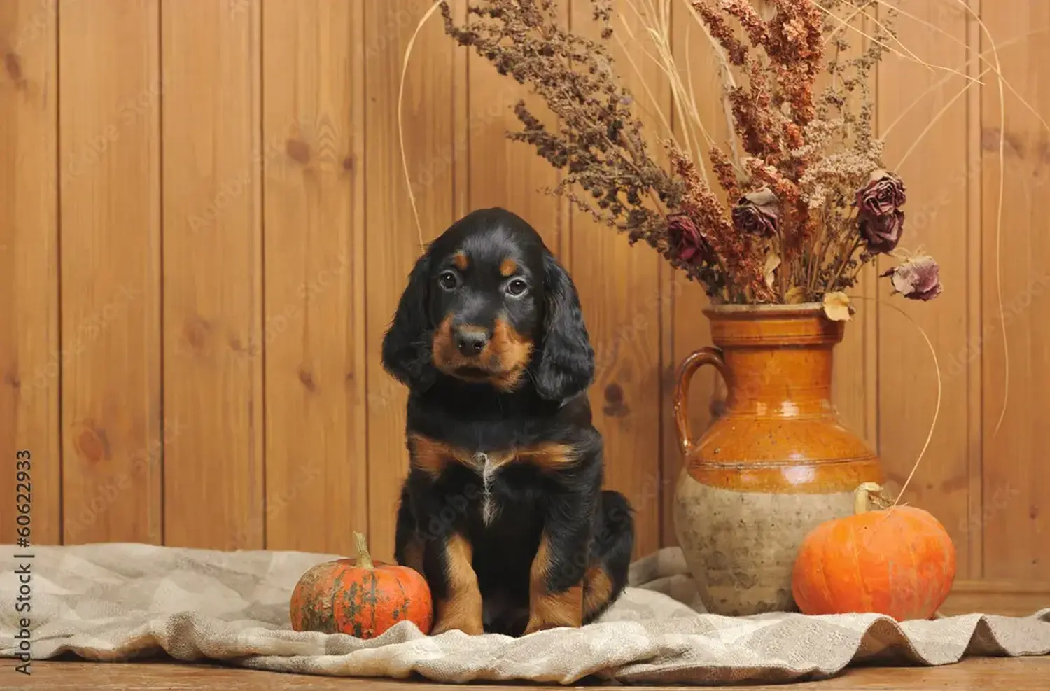 Buying a Gordon Setter puppy means taking responsibility! Buy Gordon Setter puppies.