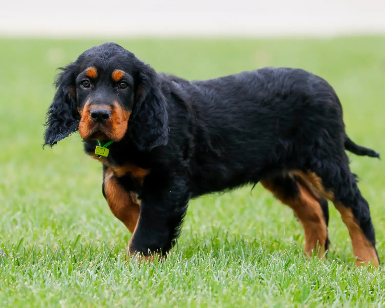 Buying a Gordon Setter puppy means taking responsibility! Buy Gordon Setter puppies.