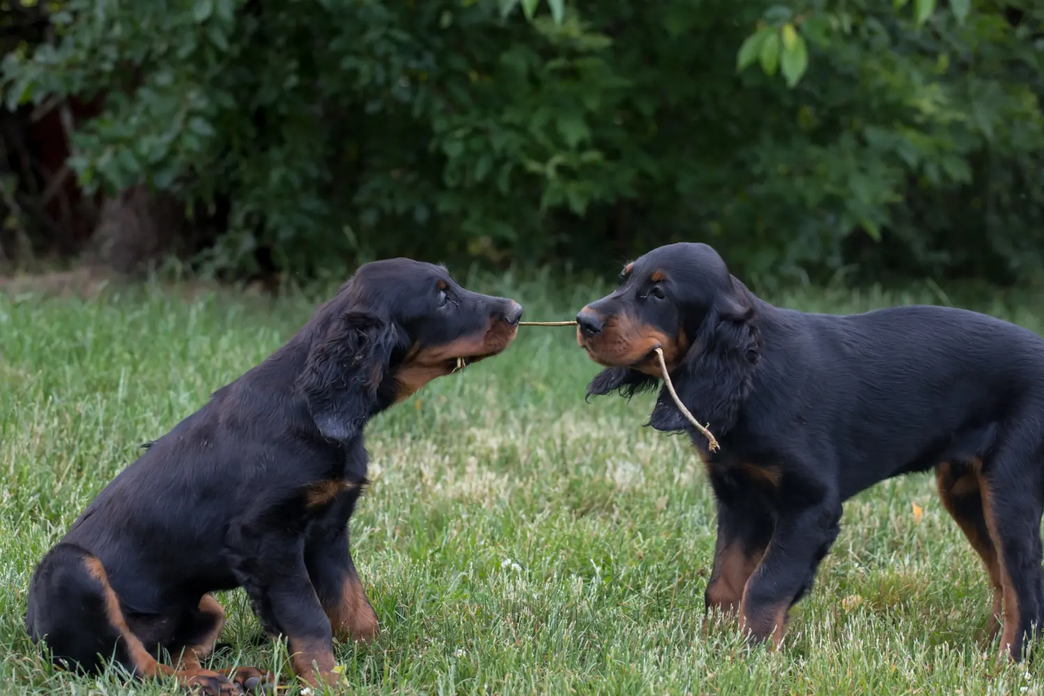 Buying a Gordon Setter puppy means taking responsibility! Buy Gordon Setter puppies.