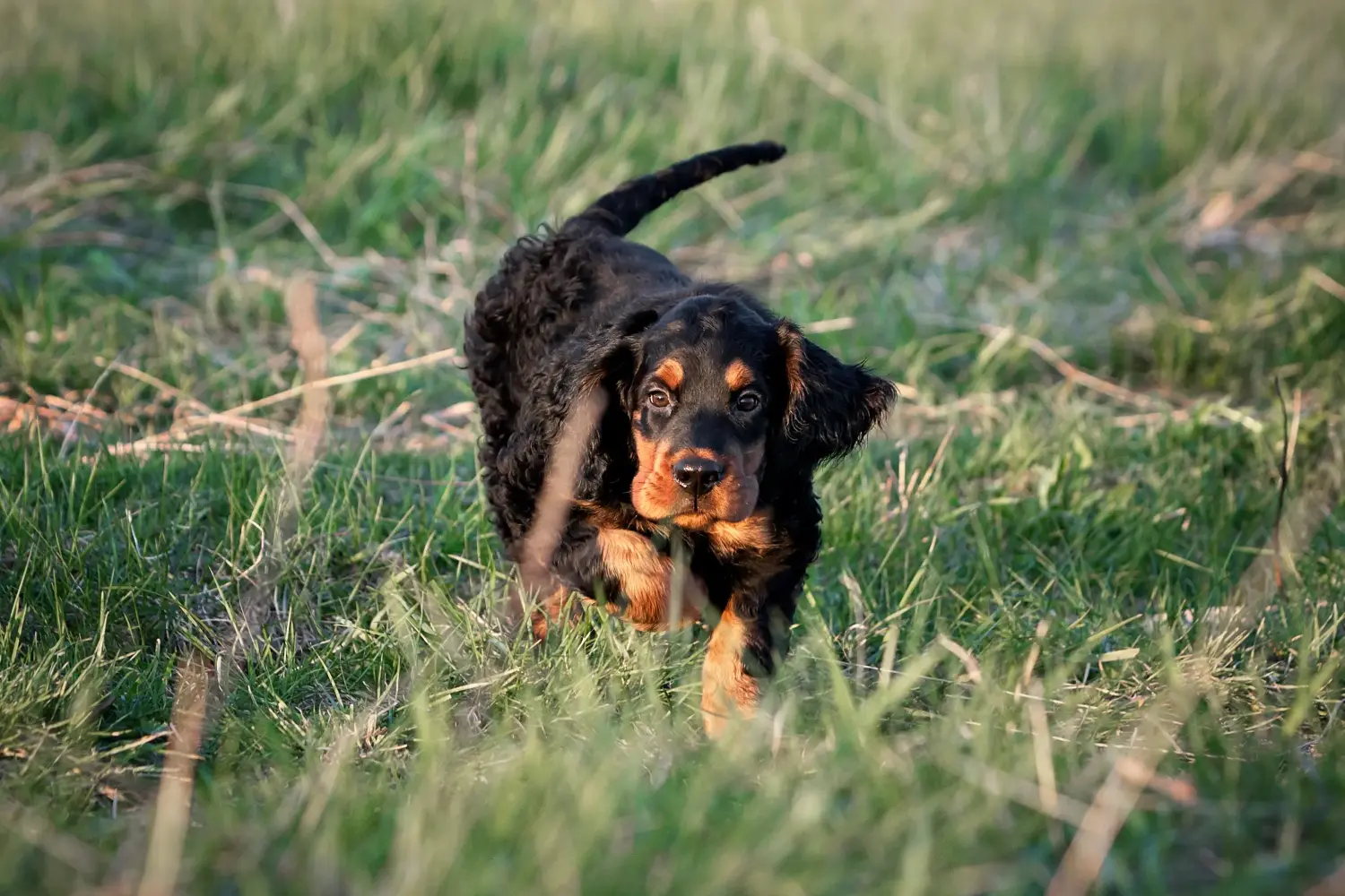 Buying a Gordon Setter puppy means taking responsibility! Buy Gordon Setter puppies.