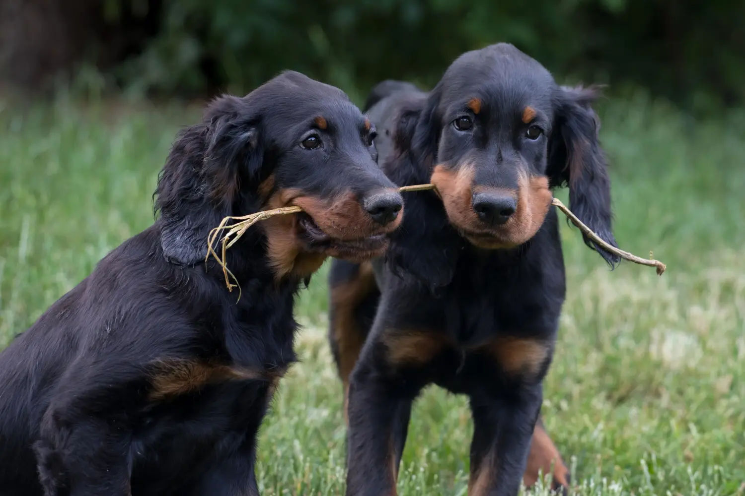 Buying a Gordon Setter puppy means taking responsibility! Buy Gordon Setter puppies.