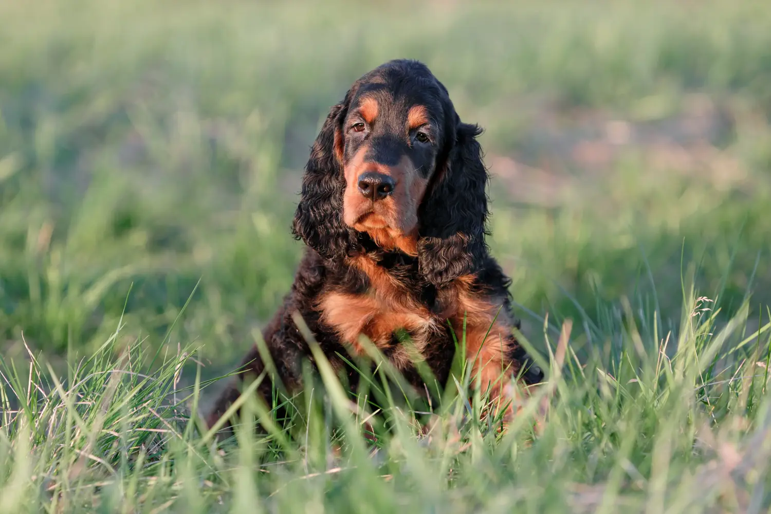 Buying a Gordon Setter puppy means taking responsibility! Buy Gordon Setter puppies.
