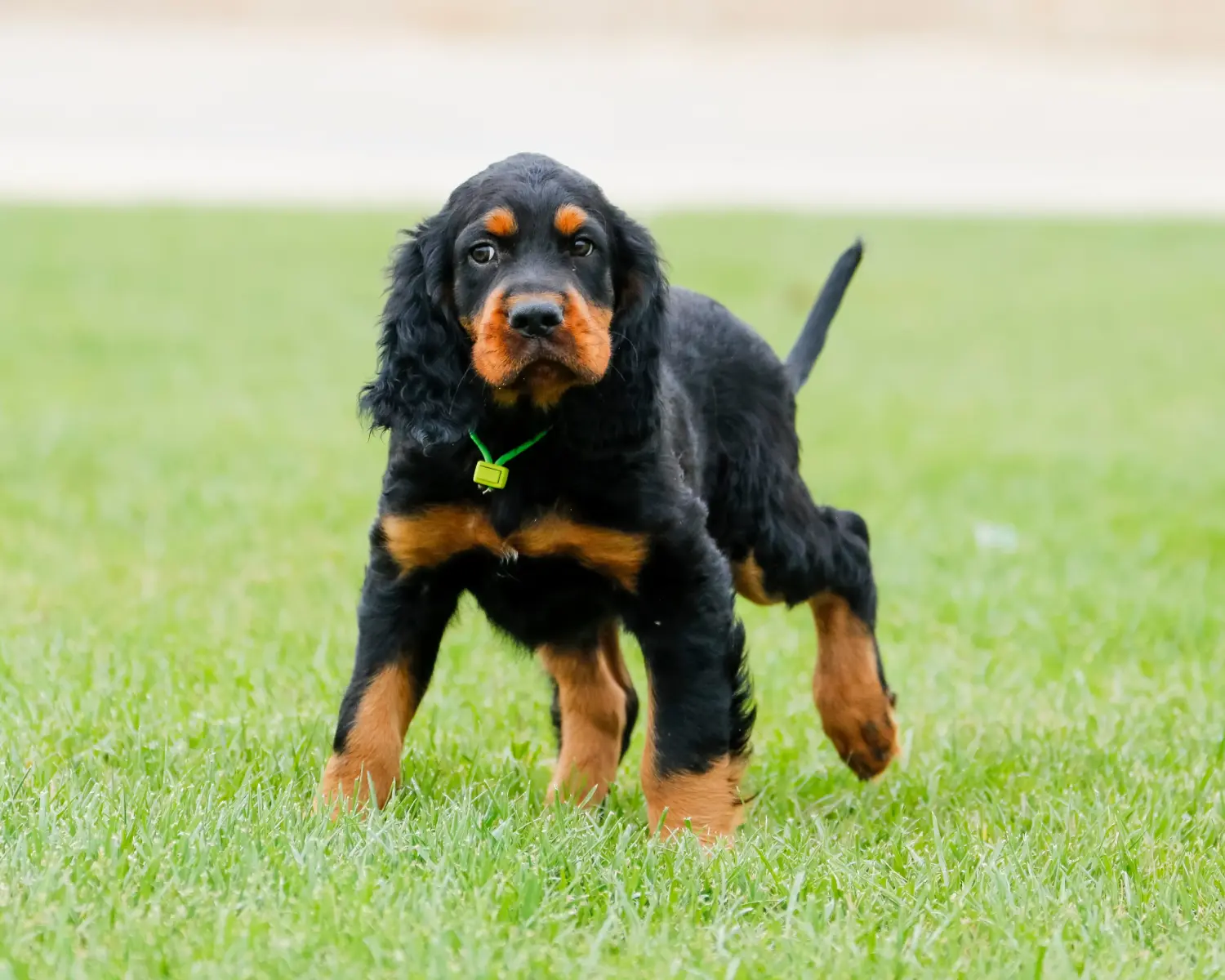 Buying a Gordon Setter puppy means taking responsibility! Buy Gordon Setter puppies.