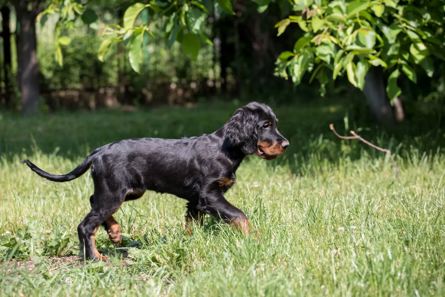 Buying a Gordon Setter puppy means taking responsibility! Buy Gordon Setter puppies.
