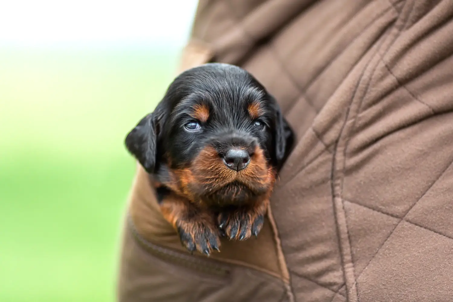 Buying a Gordon Setter puppy means taking responsibility! Buy Gordon Setter puppies.