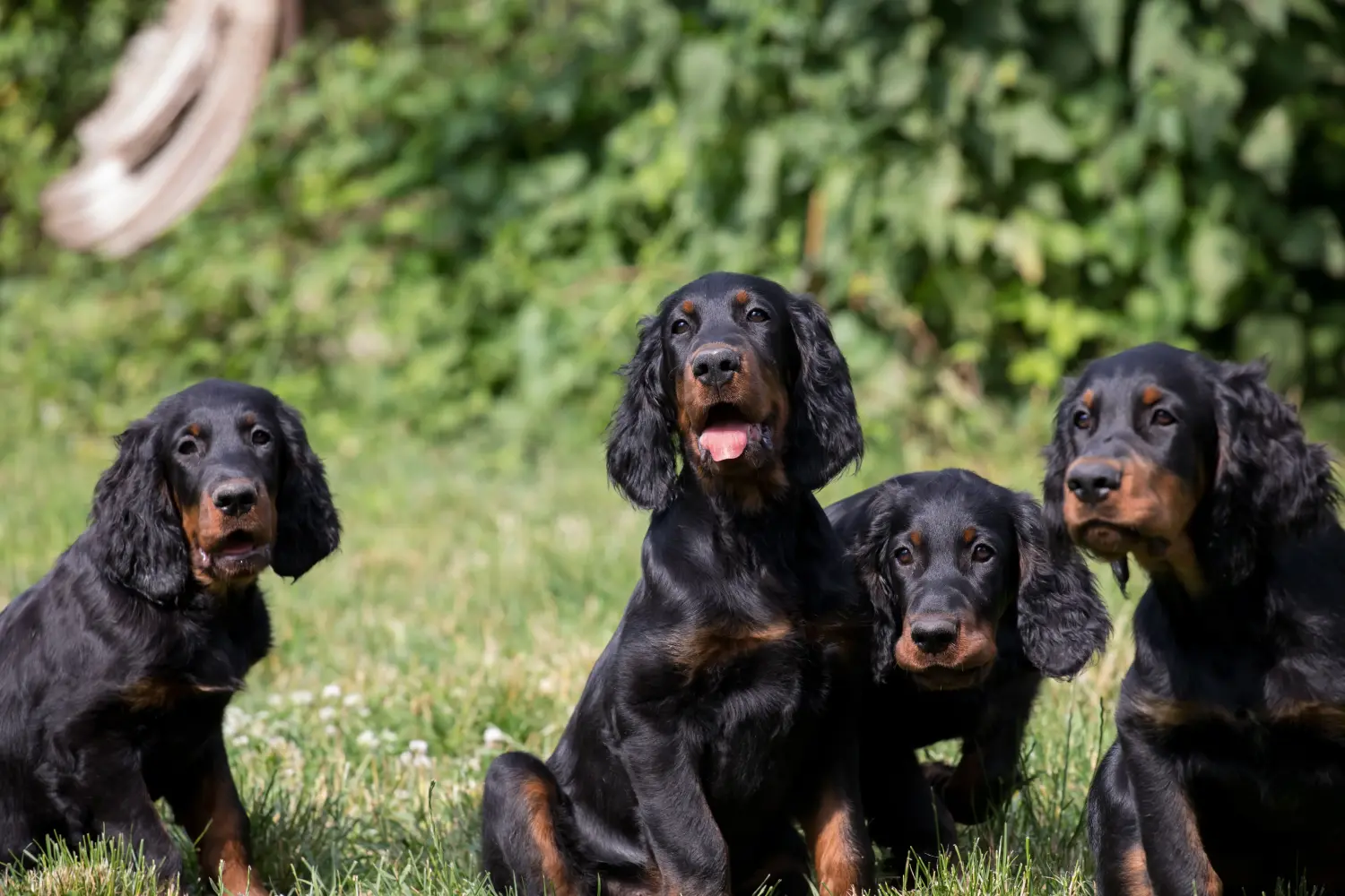 Buying a Gordon Setter puppy means taking responsibility! Buy Gordon Setter puppies.