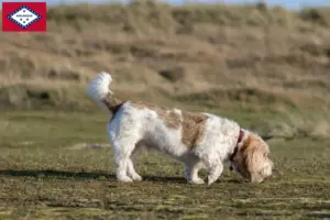 Read more about the article Grand Basset Griffon Vendéen breeders and puppies in Arkansas