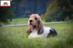 Read more about the article Grand Basset Griffon Vendéen breeders and puppies in California
