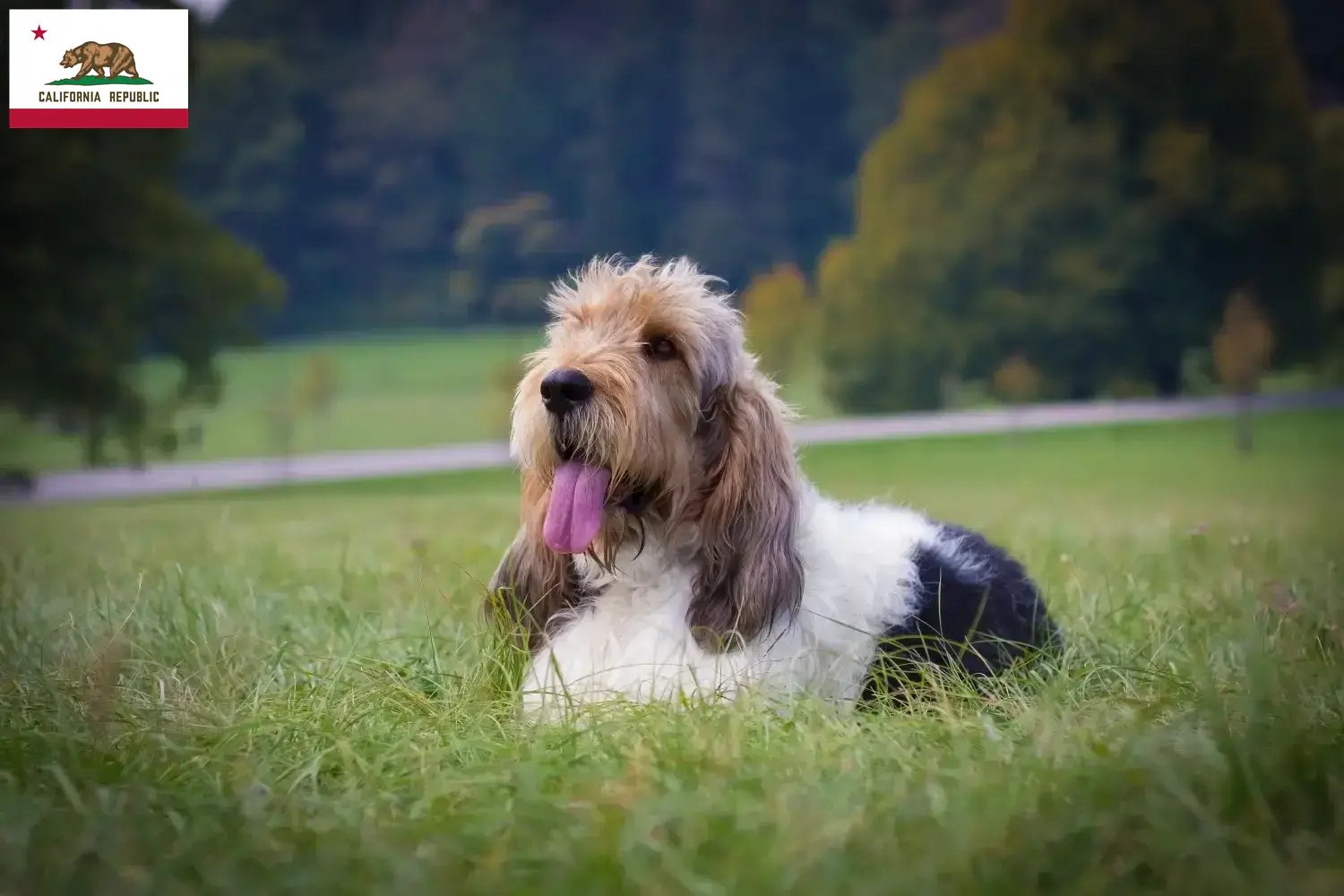 Grand Basset Griffon Vendéen puppies and breeders California Find Grand Basset Griffon Vendéens breeders in California.