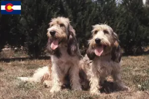 Read more about the article Grand Basset Griffon Vendéen breeders and puppies in Colorado